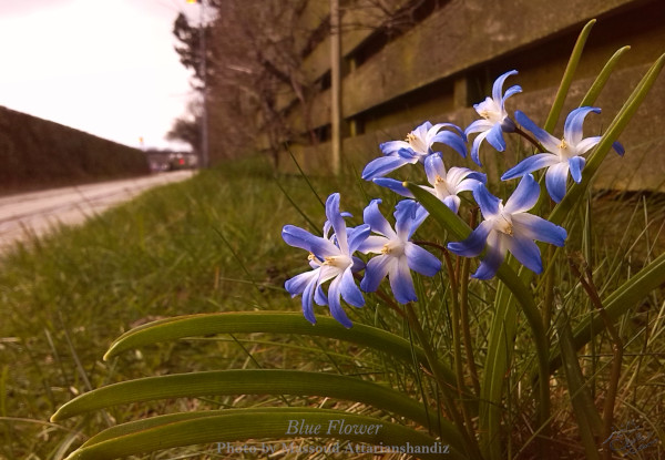 Blue Flower-Århus, Denmar - Available in 203x140mm300dpi-by Massoud Attarianshandiz-20150330-600