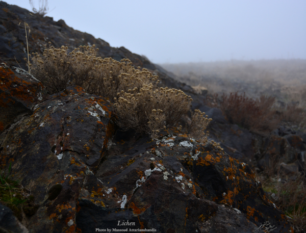 Lichen-by massoud attarianshandiz 506x383in300dpi-600px