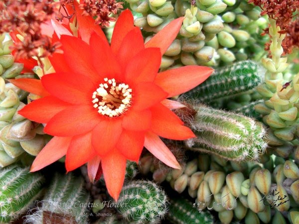 Little-Cactus-Flower©-DSCF4879-E2-600