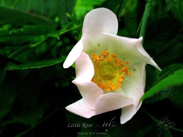 Little-Rose©
