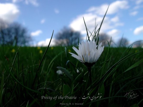 Pretty_of_the_Prairie© -600p