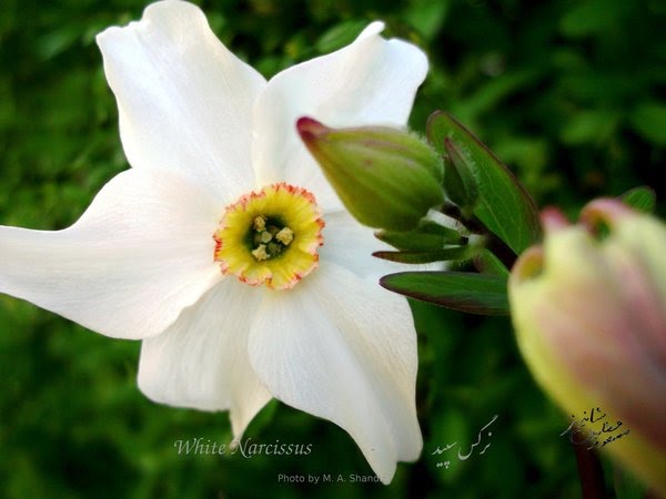 White-Narcissus©