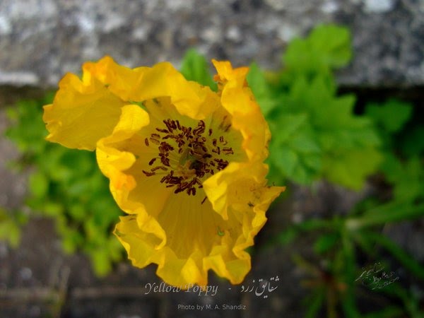 Yellow-Poppy©